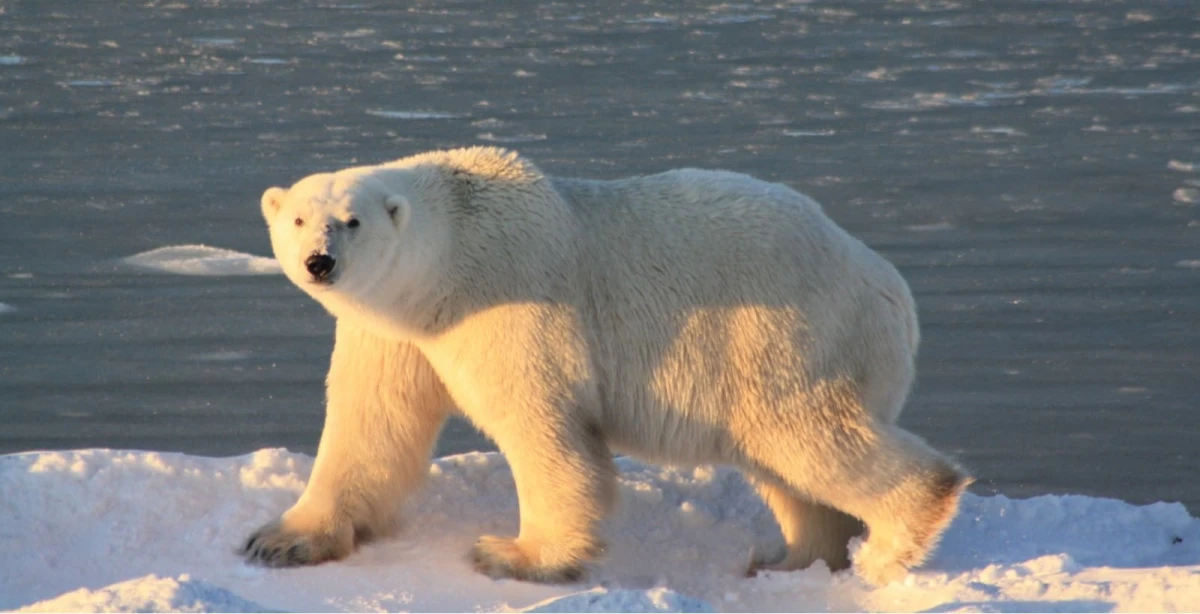 Tour de los osos polares 2026